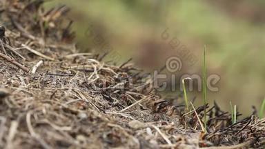 红木蚁在巢上活动.. 春天里有红木蚁的花盘